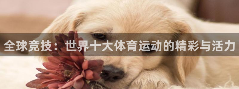 BTV体育欢度世界杯：全球竞技：世界十大体育运动的精彩与活力